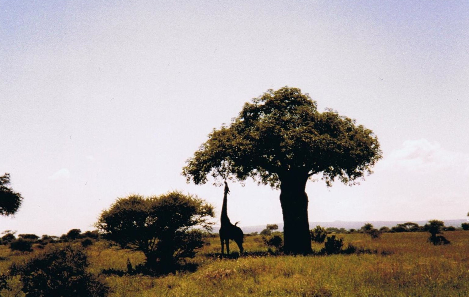 Giraffe in Tanzania