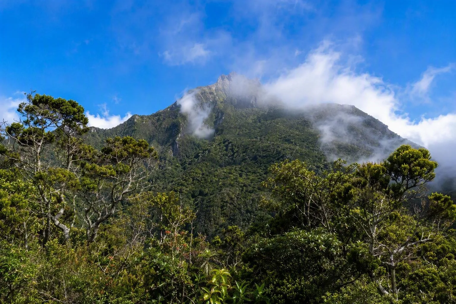 Saba