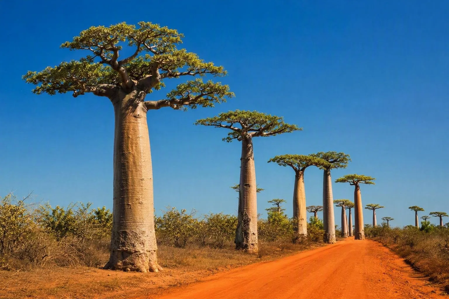 Madagaskar
