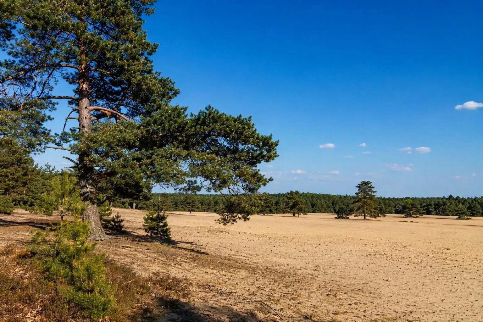 Veluwe