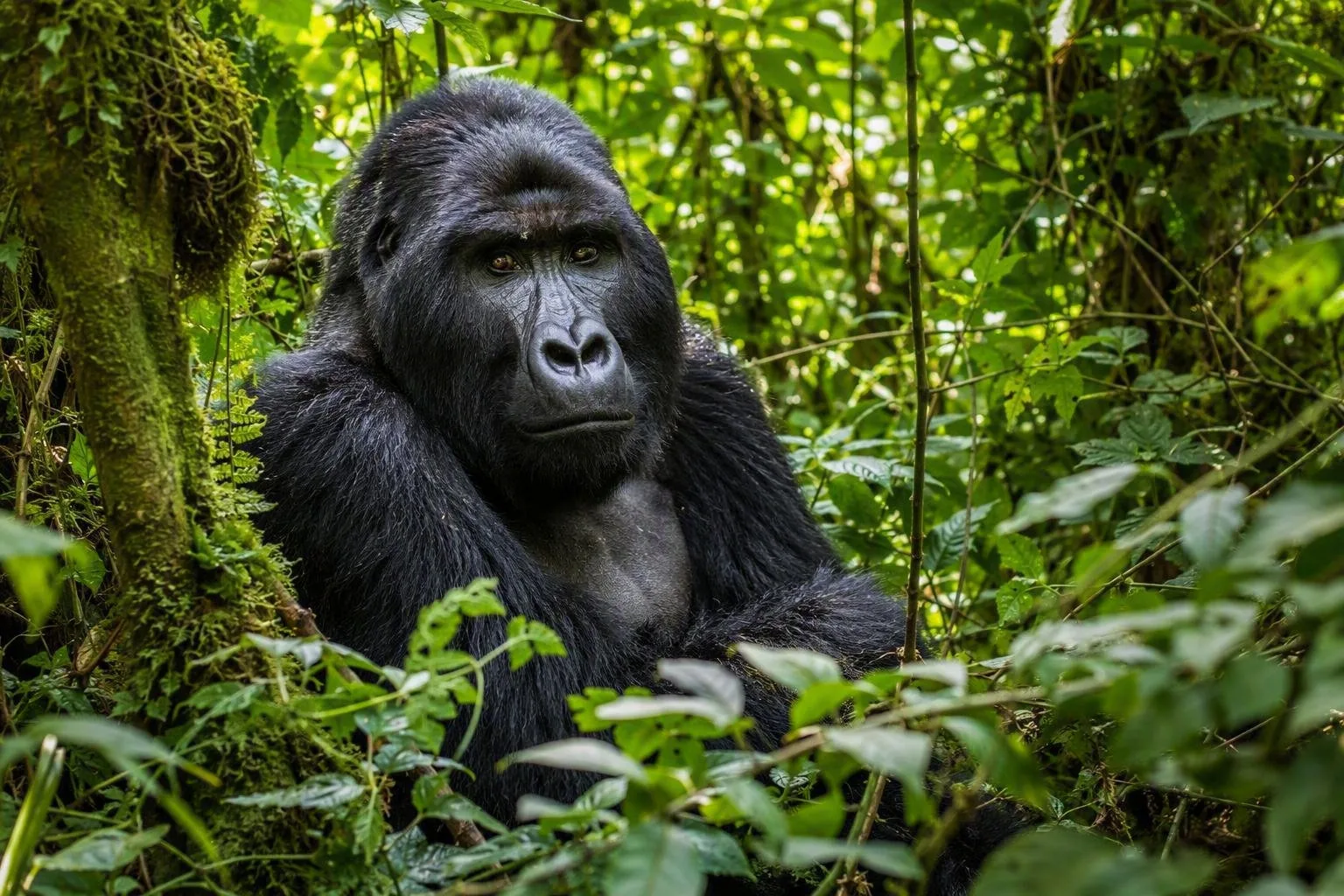 Nationaal Park Bwindi Impenetrable