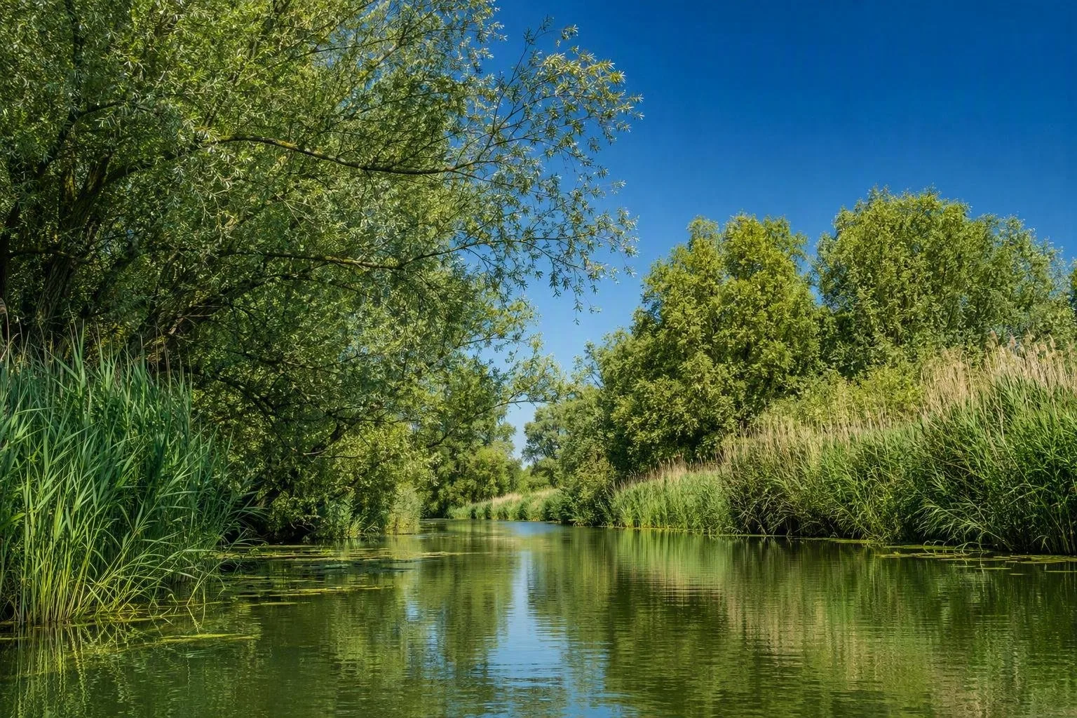 Biesbosch