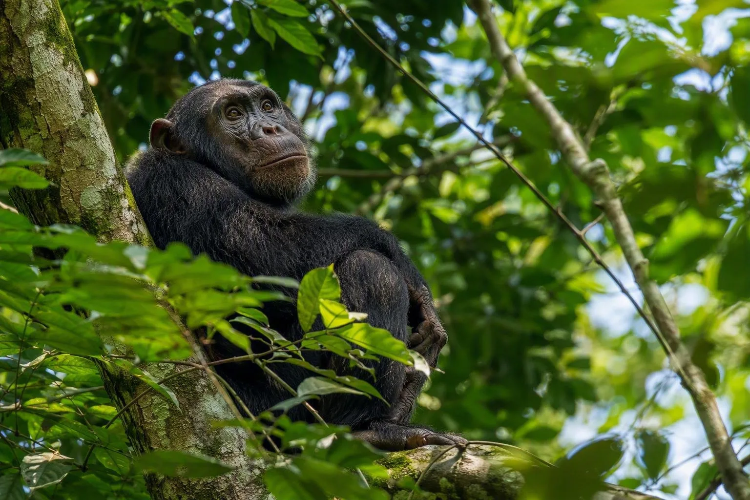 Kibale National Park
