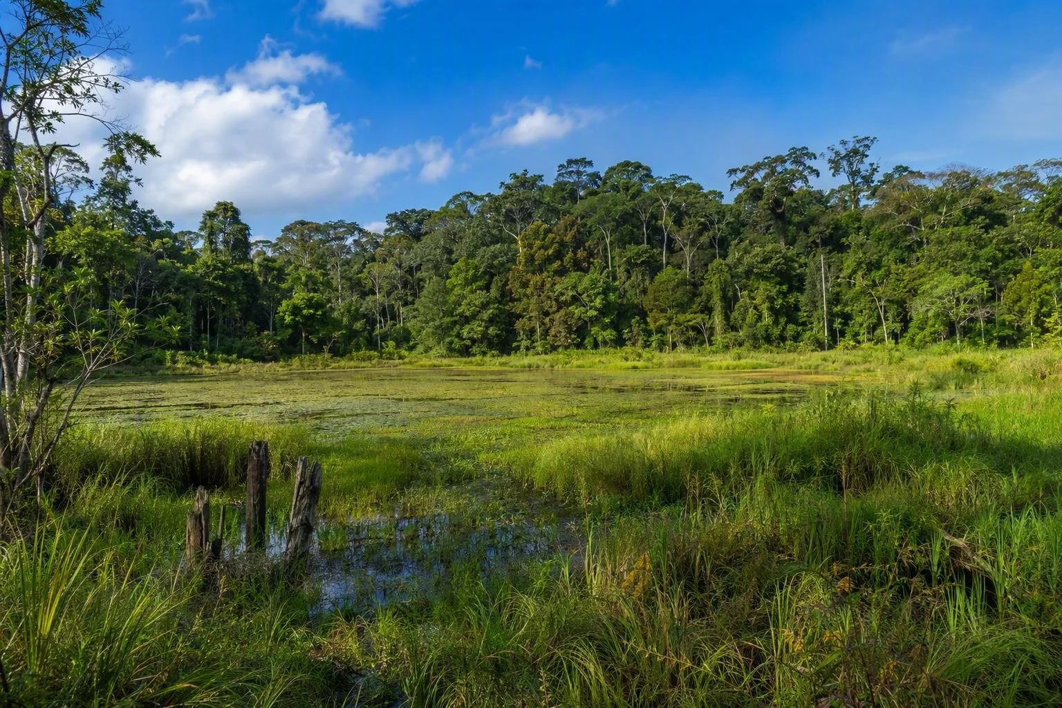 Nationaal park Odzala-Kokoua