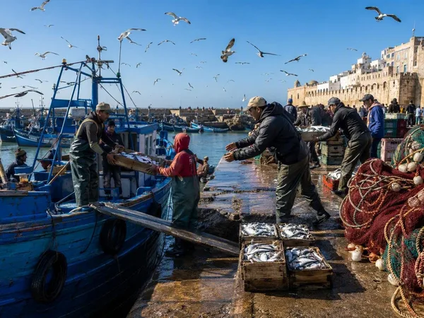 Met de sardines mee, van de haven naar de medina