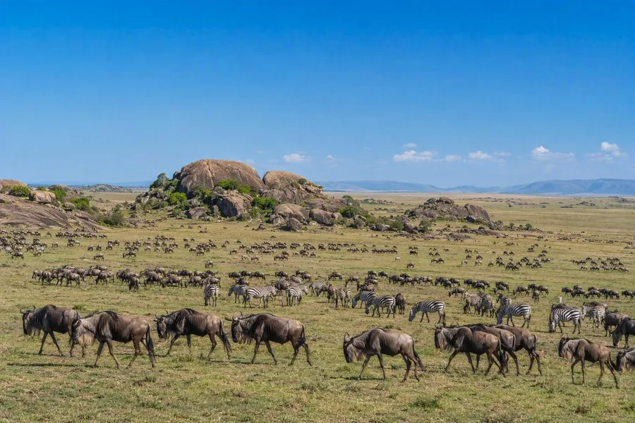 Gnoes en zebra’s trekken over Serengeti’s zuidelijke kortgrasvlakten langs granieten kopjes.