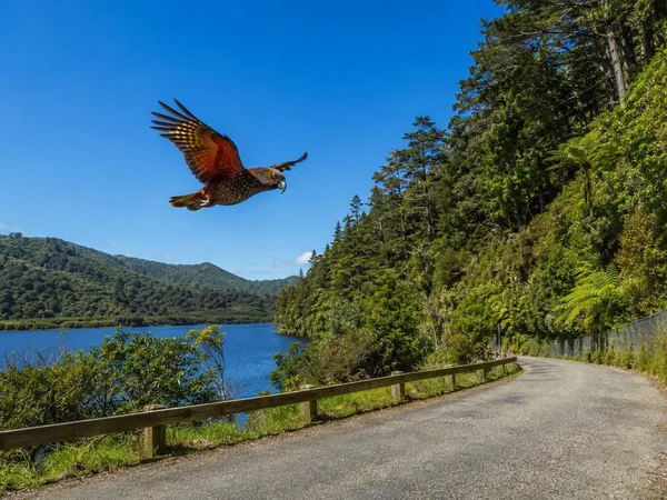 Hoe Zealandia inheemse vogels terugbrengt naar Wellington