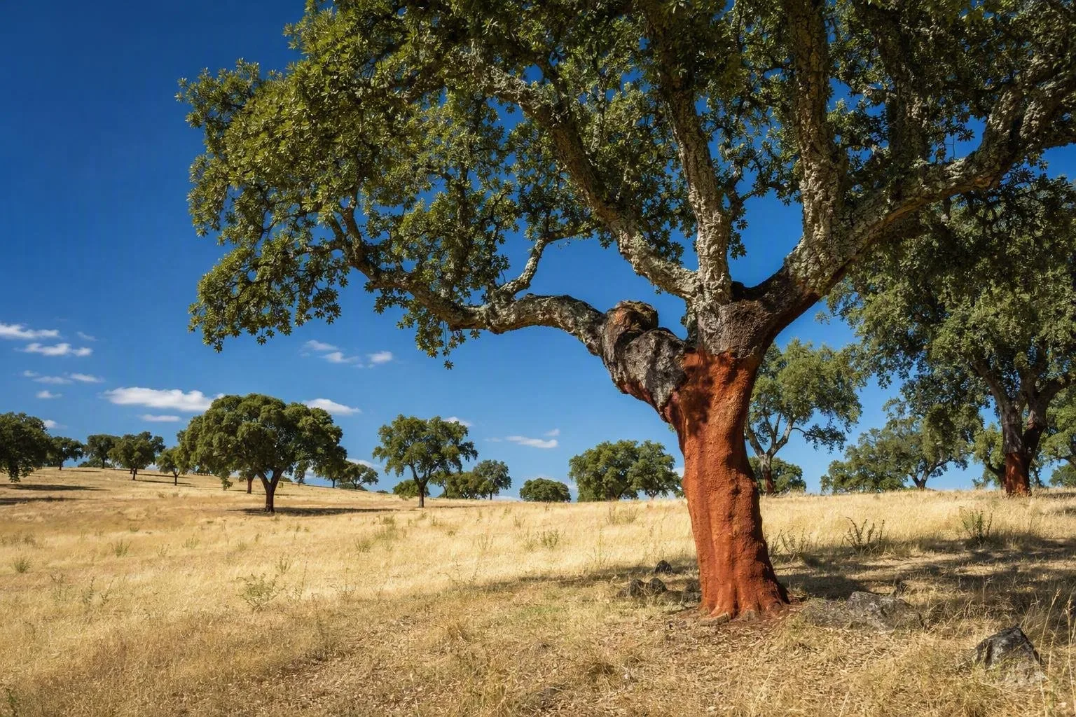 Alentejo