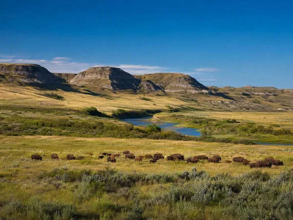 Langs bizons en coulees naar de Frenchman River-vallei