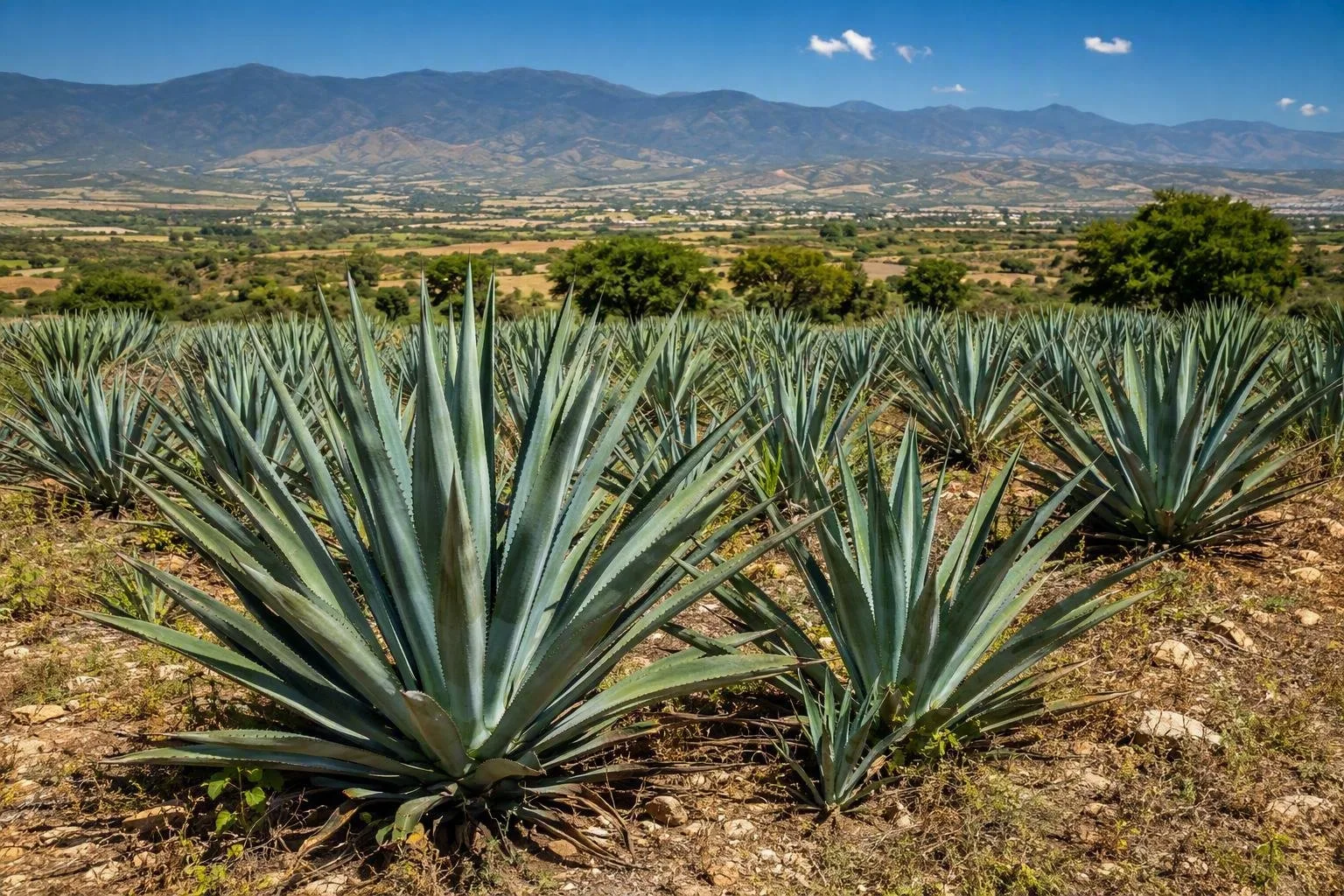 Central Valleys of Oaxaca