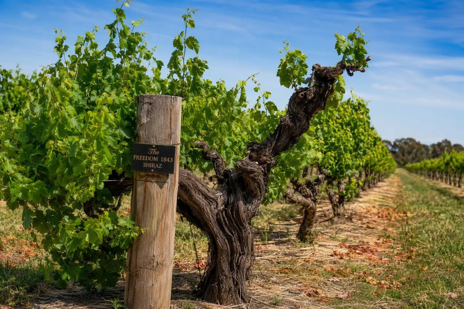 Barossa