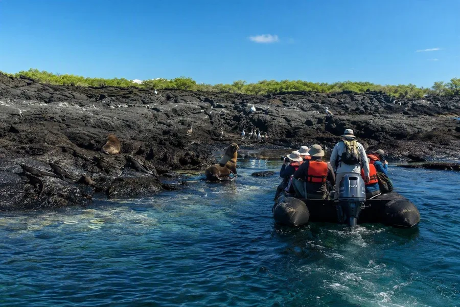 Een zodiac nadert een lavakust op de Galápagos, met zeeleguanen en zeeleeuwen.