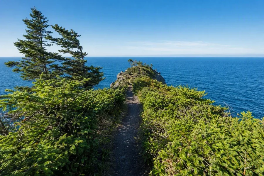 Een pad door Sitkasparren bereikt de basaltpunt van Cape Lookout boven de Stille Oceaan.