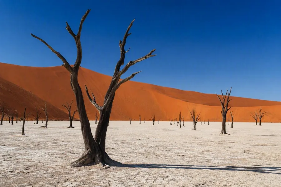 Dode kameeldoornbomen staan op Deadvlei’s witte pan onder rode Namibduinen.