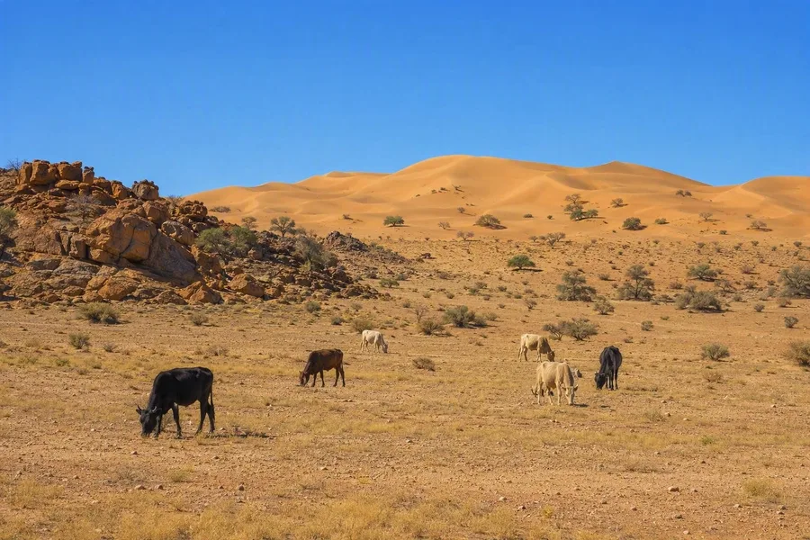 Grazend vee beweegt tussen duinen en gekartelde rotsen in de Thar bij Jaisalmer.