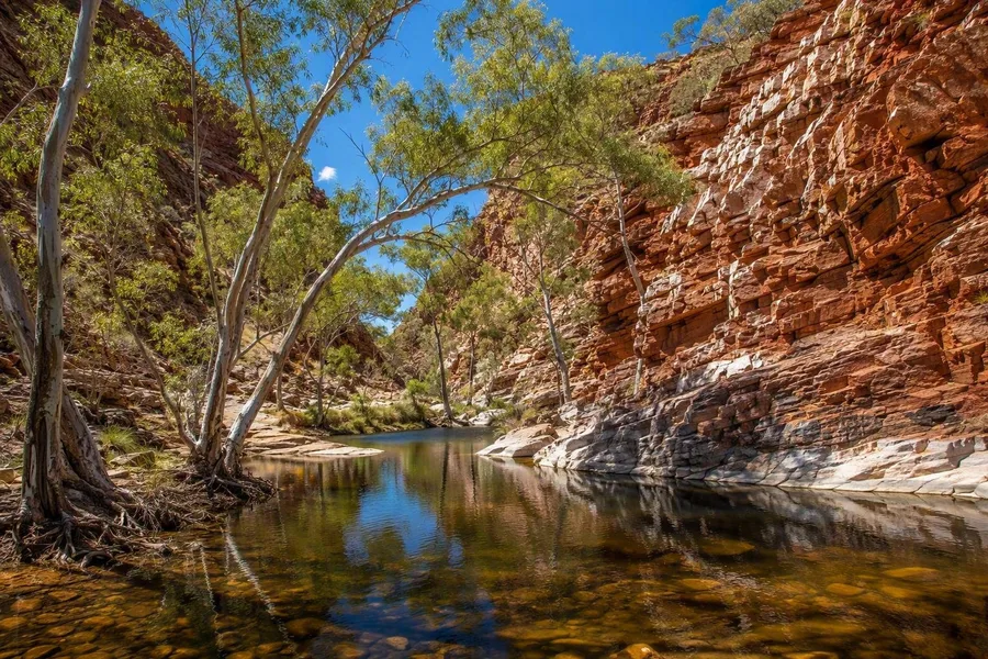 River red gums staan langs de waterpoel onder geplooide kwartsietwanden in Ormiston Gorge.