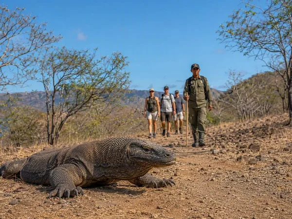 Top 5 wilde dieren zien: van jaguarboot tot drakenpad