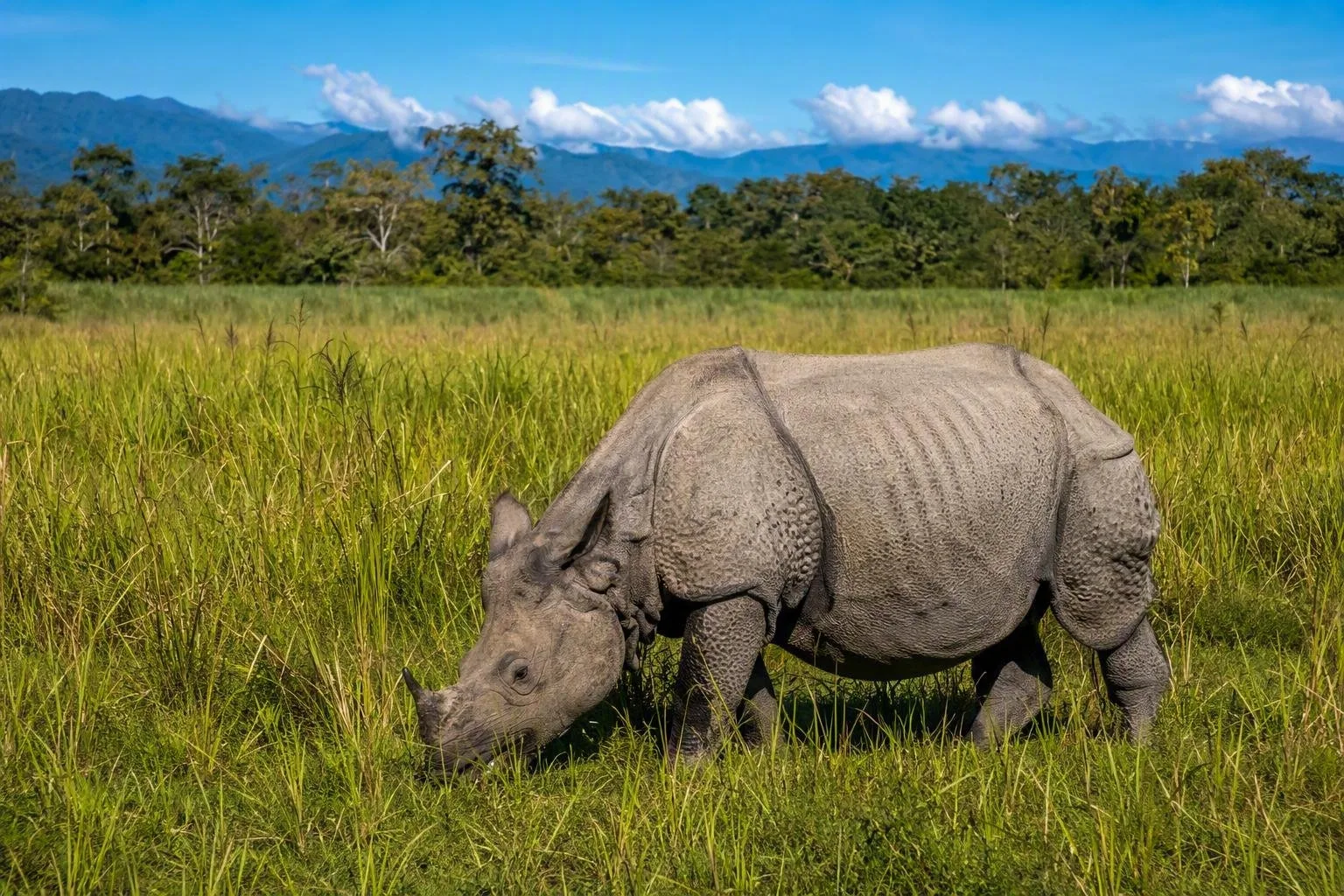 Nationaal Park Kaziranga