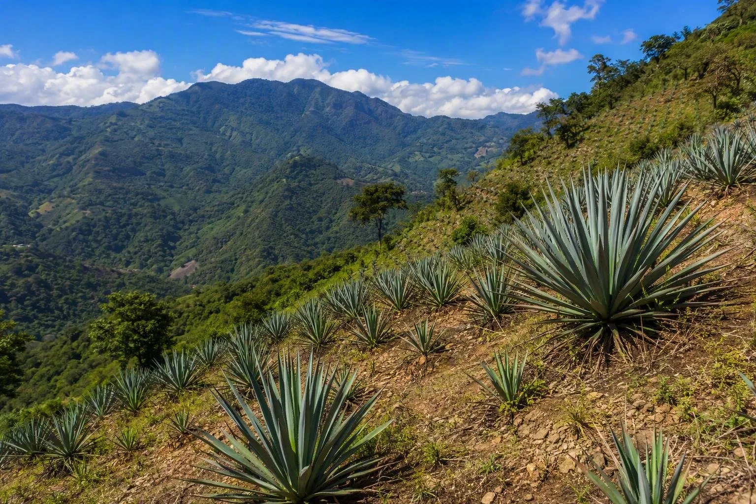 Sierra Sur, Oaxaca