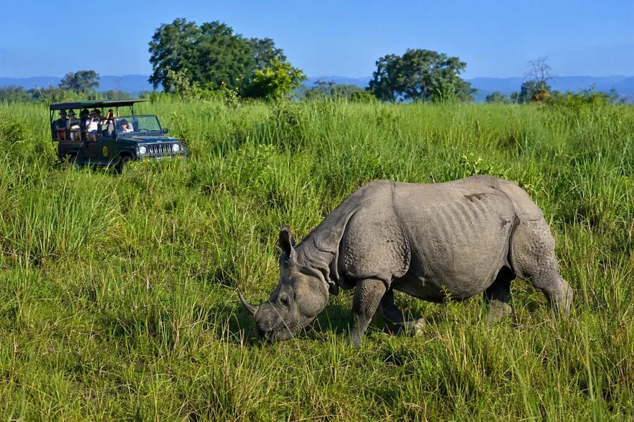 Een Indische neushoorn graast naast een geautoriseerde jeepsafari in Kaziranga National Park.
