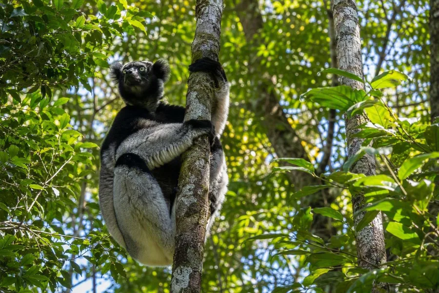 Een indri klemt zich hoog tegen een stam in het regenwoud rond Andasibe.