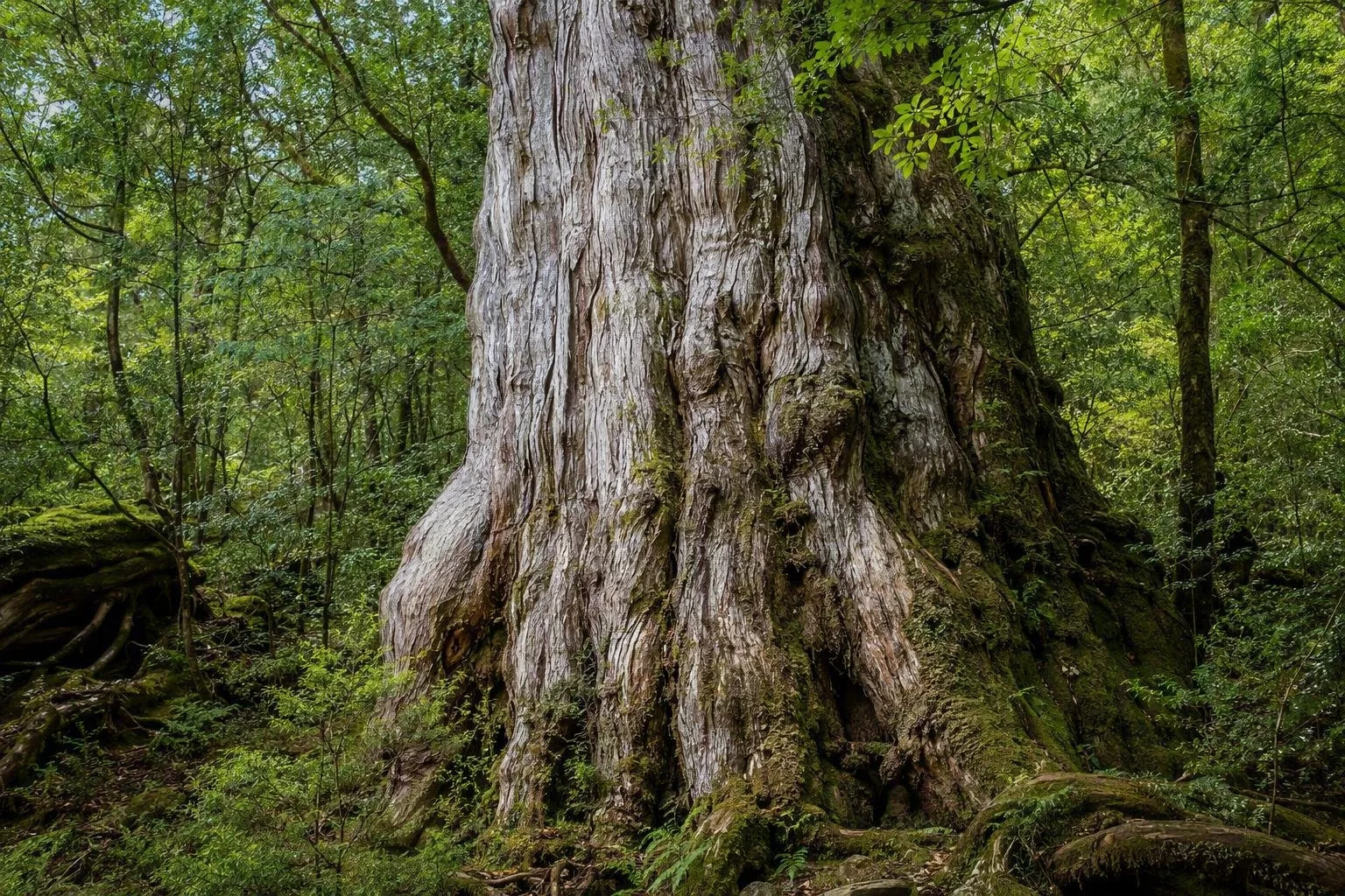 Yakushima
