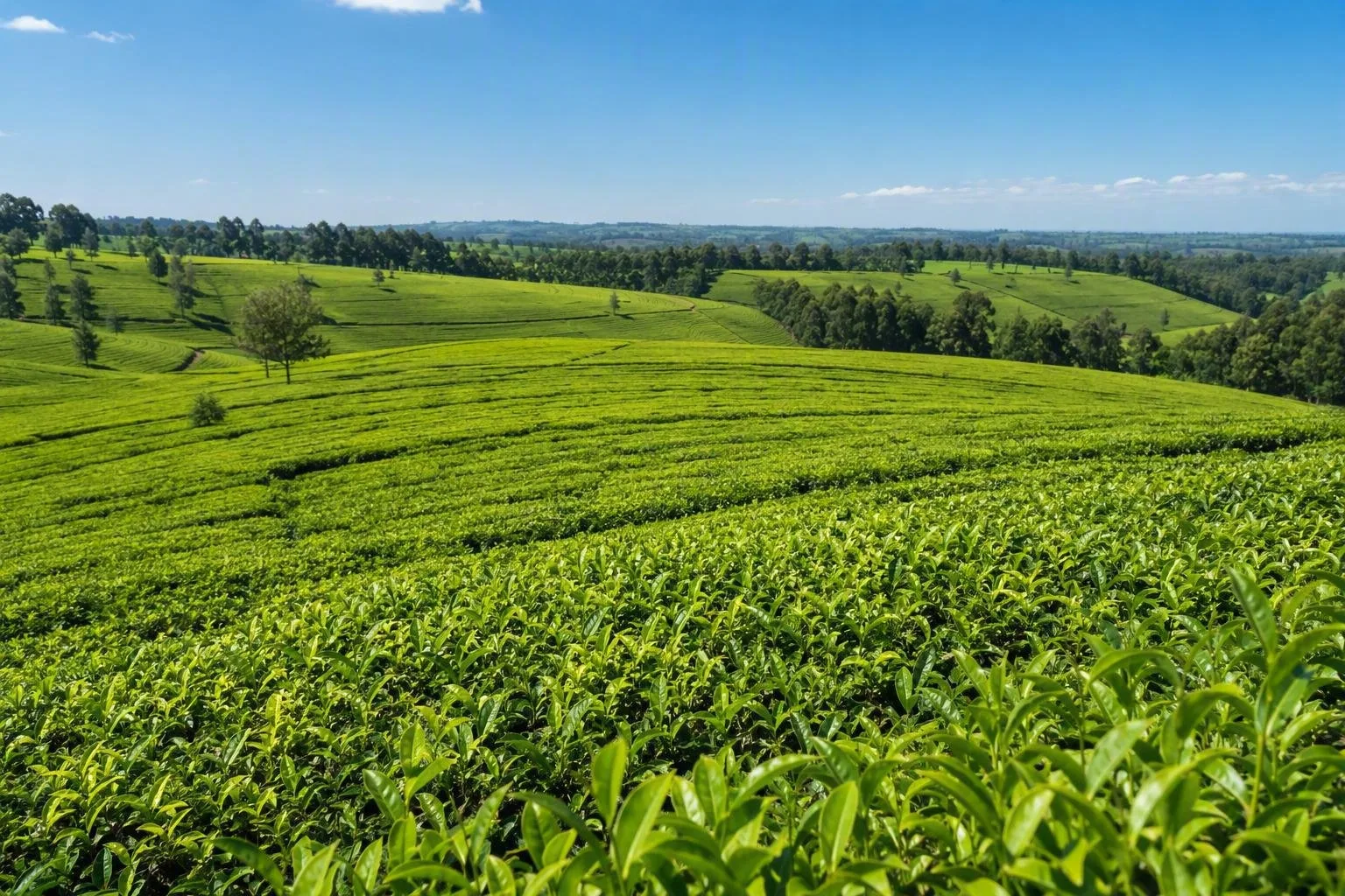 Kericho