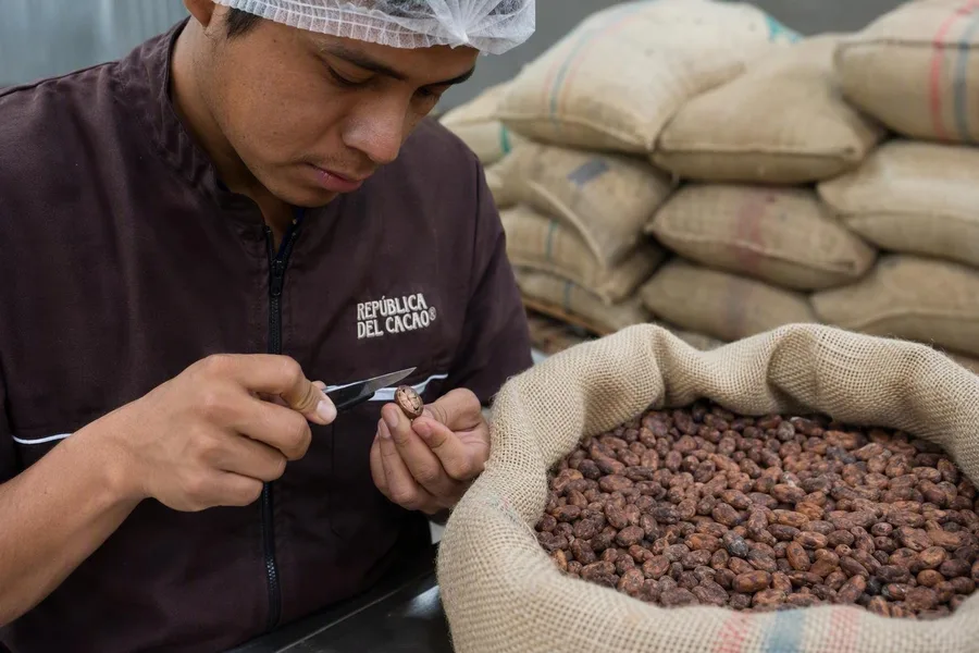 Een medewerker controleert een opengesneden droge cacaoboon in de fabriek van República del Cacao in Quito.