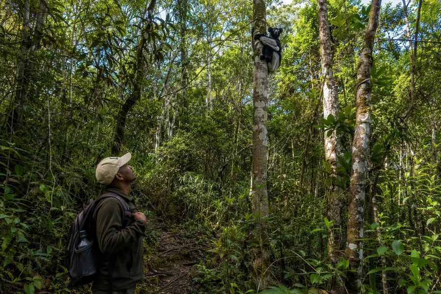 Een lokale gids kijkt omhoog naar een indri hoog in het bladerdak van Andasibe.