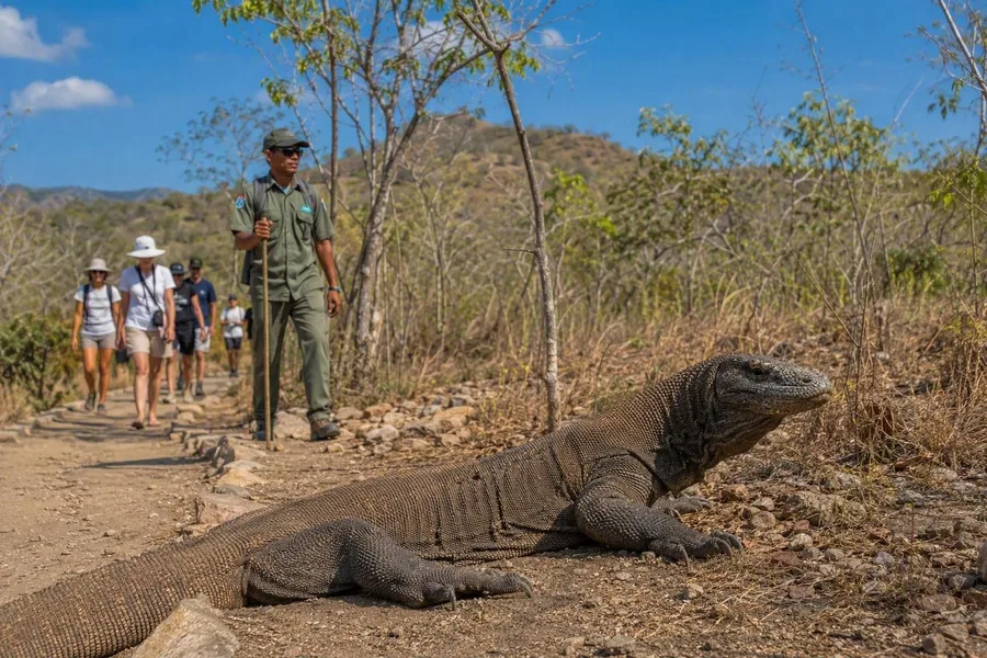 Een komodovaraan ligt naast een gemarkeerd pad terwijl bezoekers een ranger volgen in Komodo National Park.