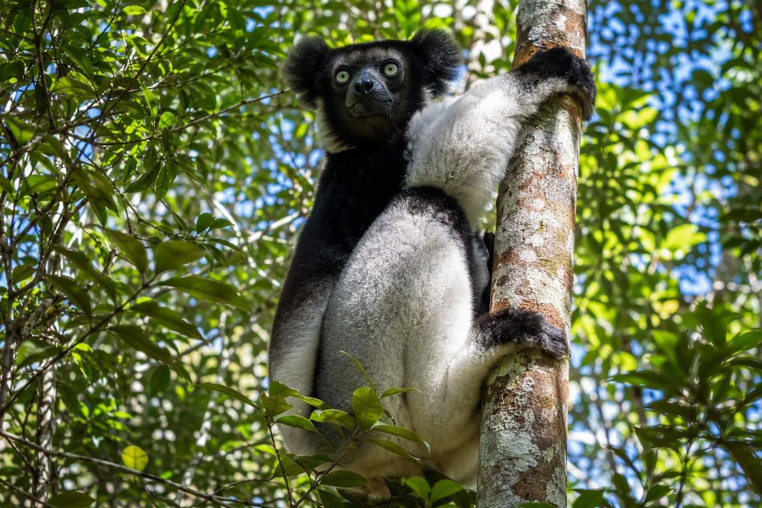 Nationaal Park Analamazaotra