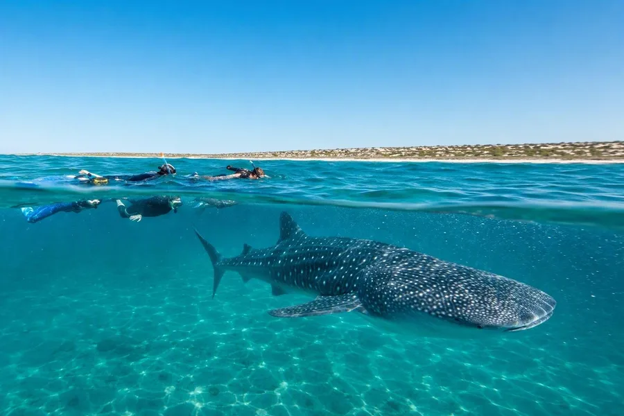 Snorkelaars houden afstand van een vrij zwemmende walvishaai in Ningaloo Marine Park.