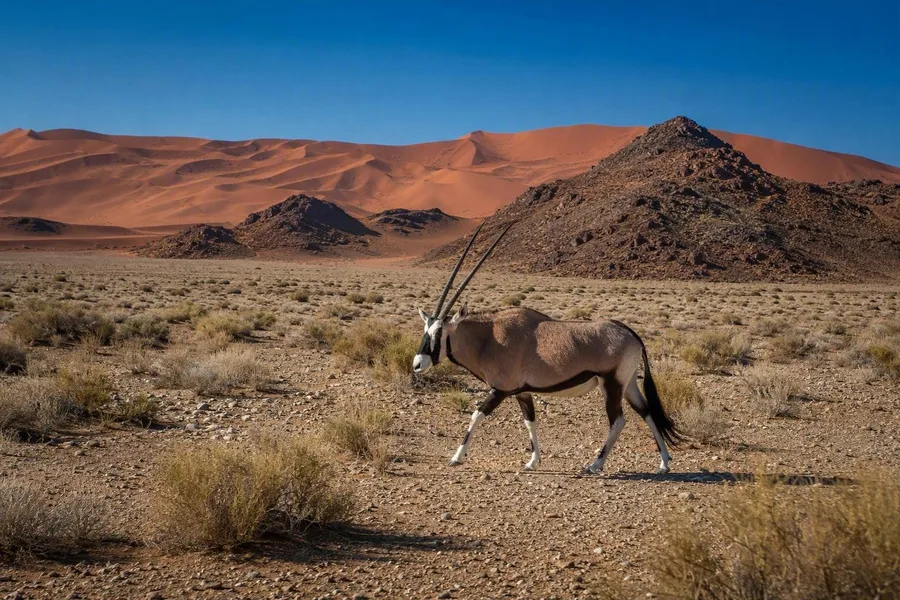 Een oryx trekt over een grindvlakte in NamibRand Nature Reserve.