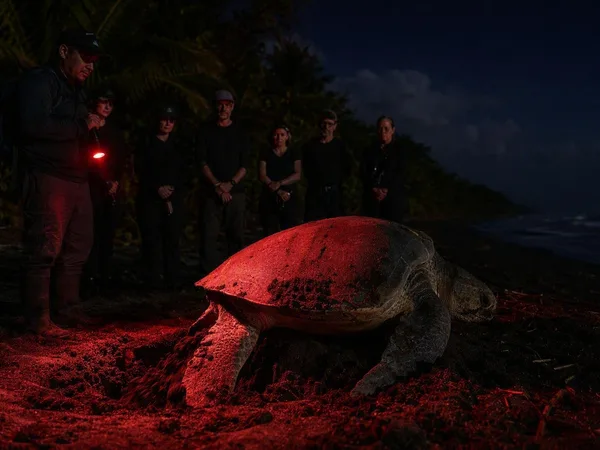 Met de boot naar het schildpaddenstrand van Tortuguero