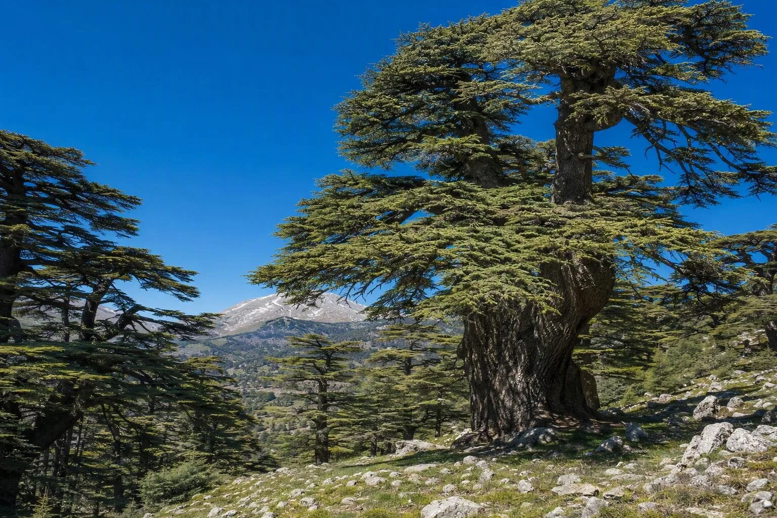 Chouf, Libanonberg