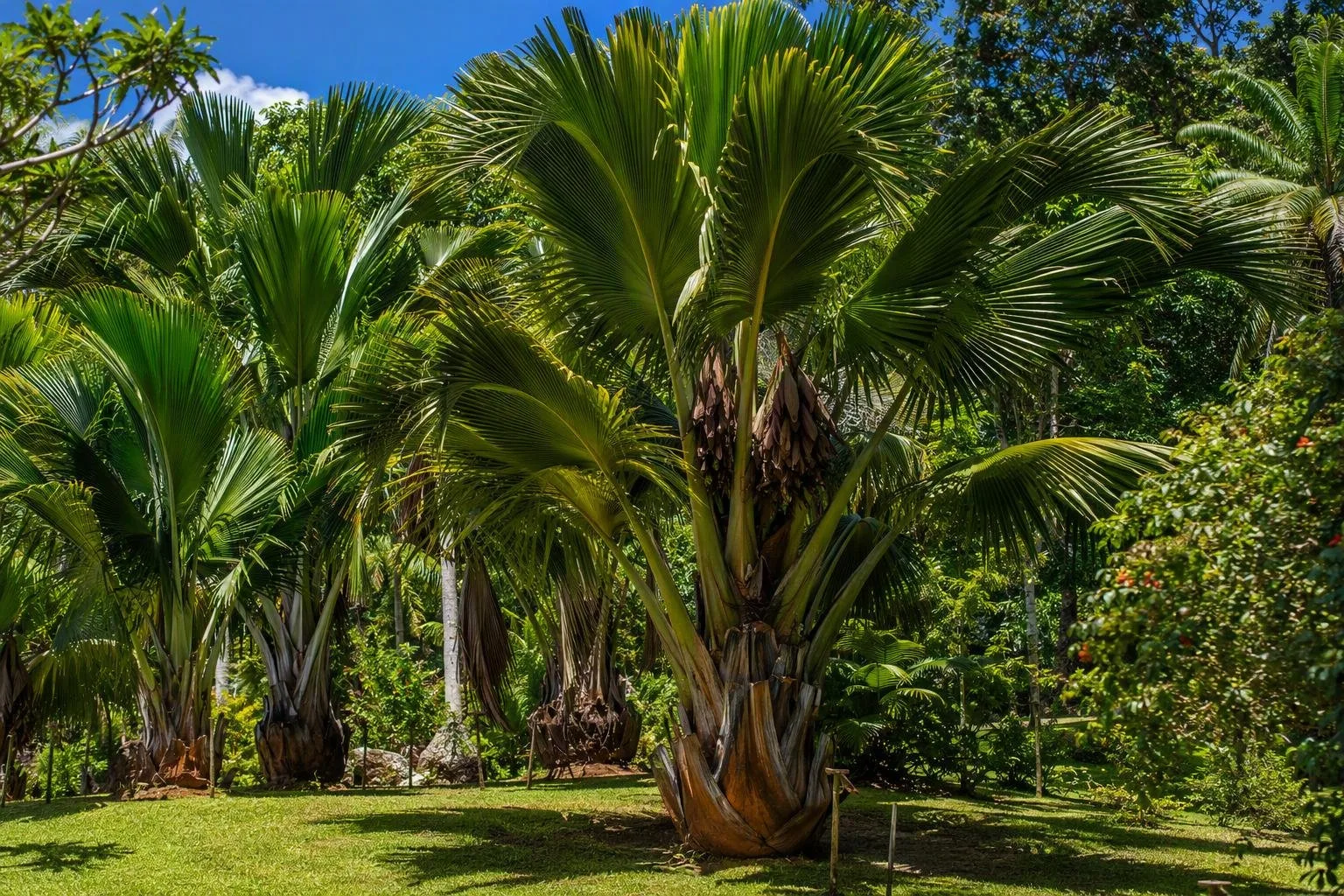Seychelles National Botanical Gardens