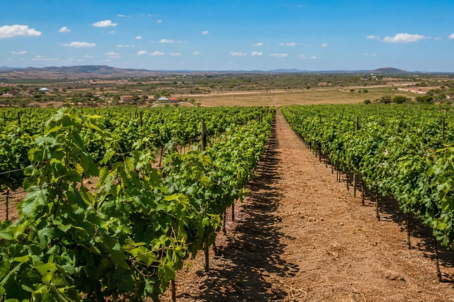 Mpunguzi, Dodoma