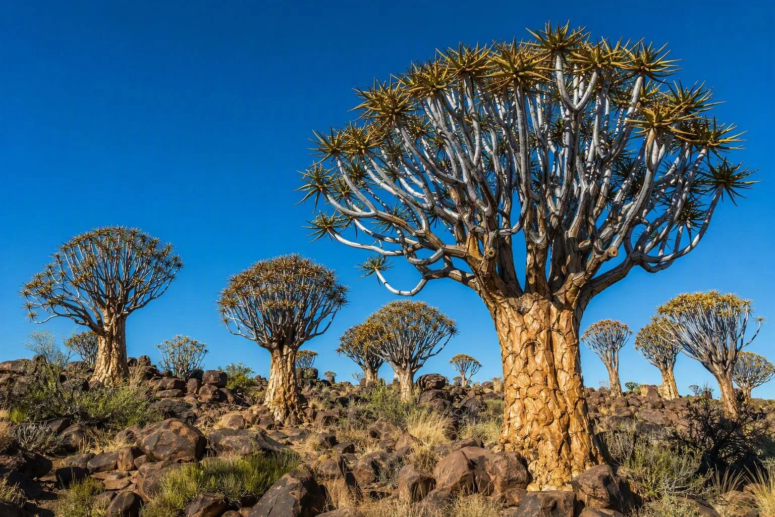 National Botanical Garden of Namibia