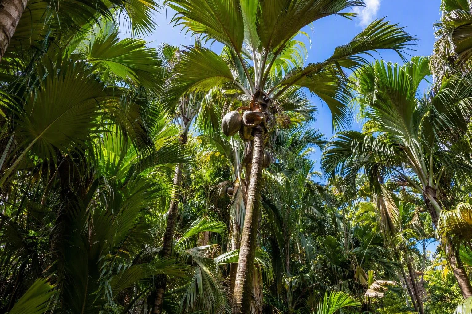 Praslin
