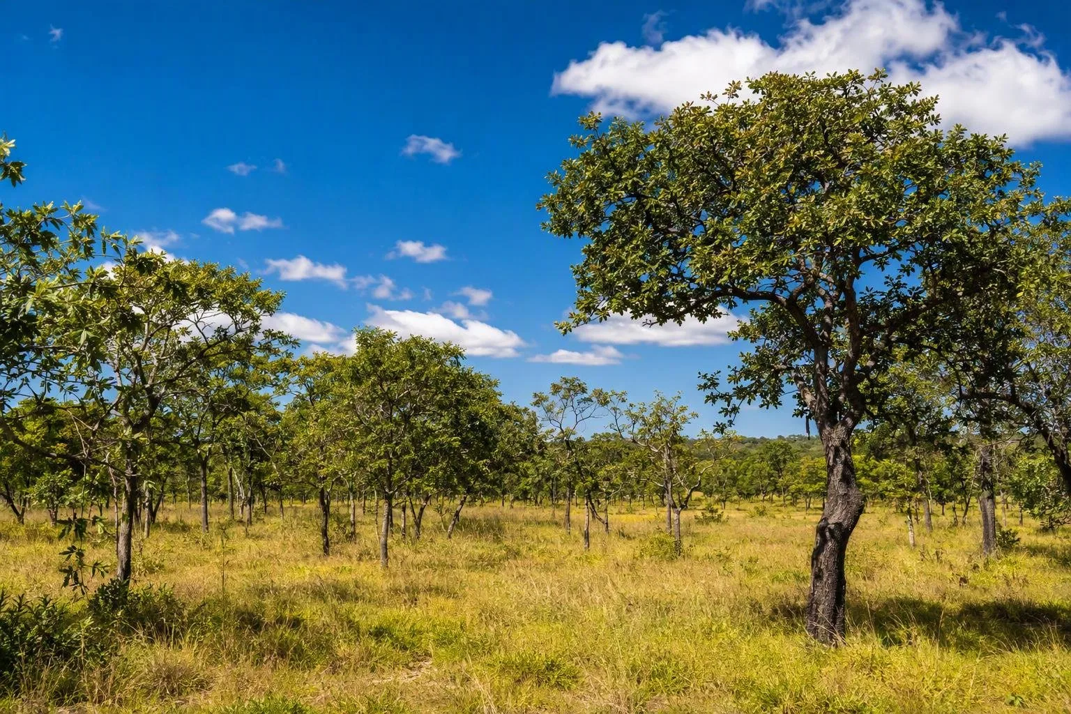 Nationaal Park Lusaka